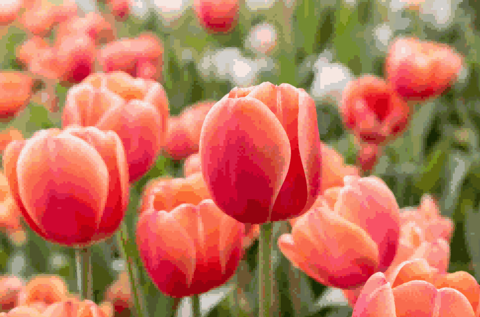 海关数据,豪门国际海关数据,荷兰海关数据